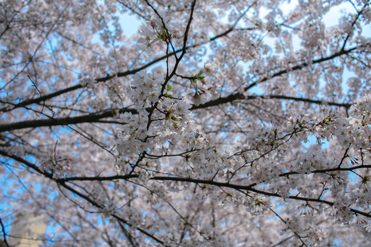 青岛樱花