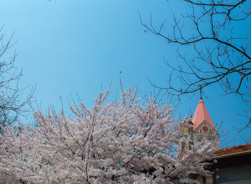 青岛樱花