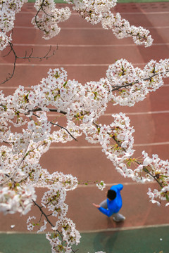 樱花素材