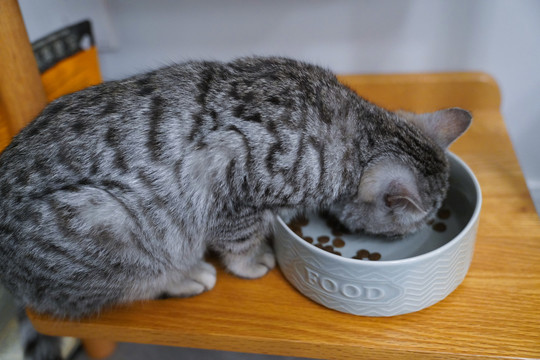 吃猫粮的小猫咪