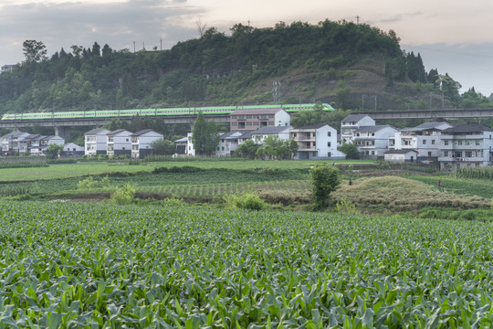 希望的田野