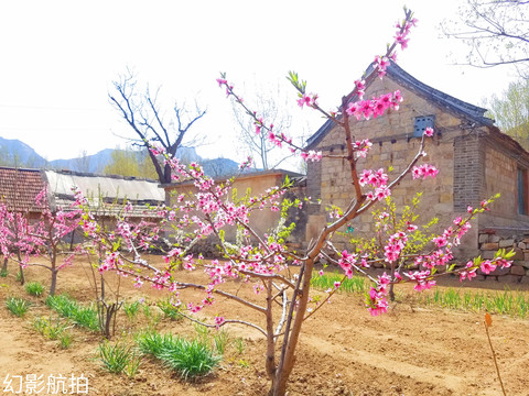 乡村桃花