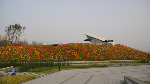 花海