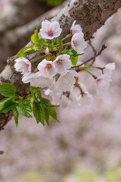 樱花