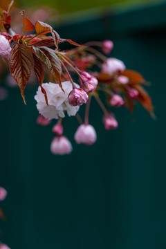 樱花特写