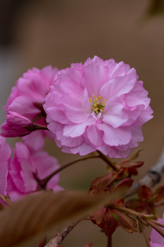 樱花特写