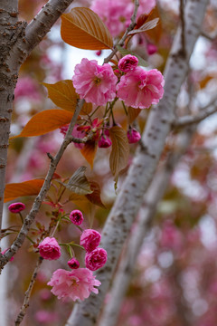 樱花特写