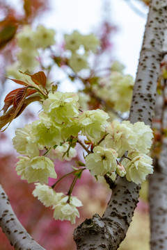 樱花特写