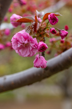 樱花特写