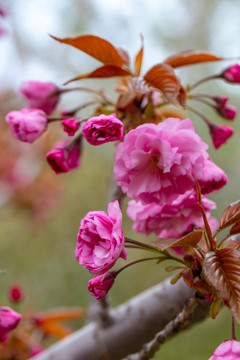 樱花特写