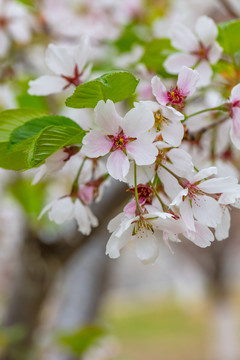 樱花