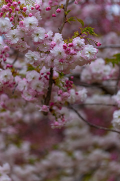 樱花