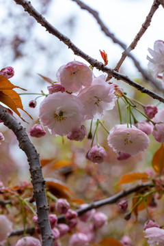 樱花