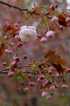 樱花