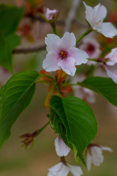 樱花