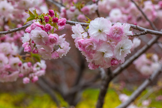 樱花