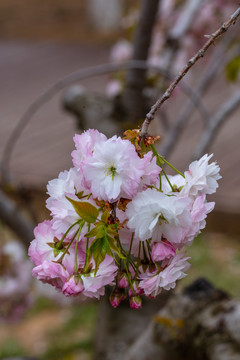 樱花