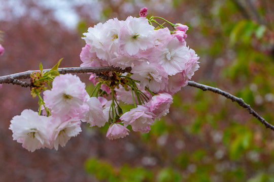 樱花