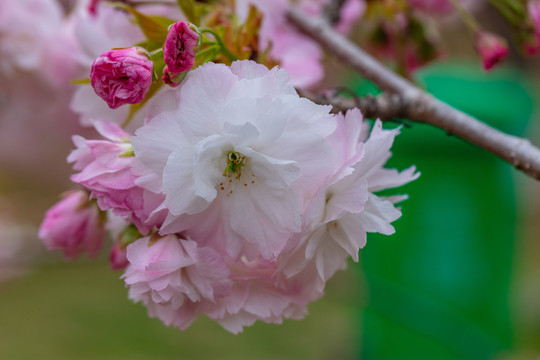 樱花