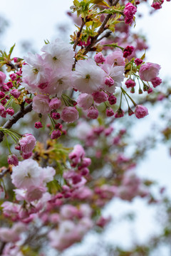 樱花