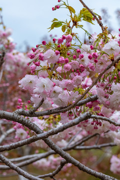 樱花