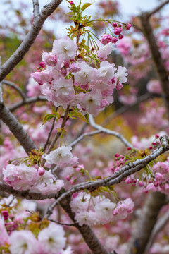 樱花