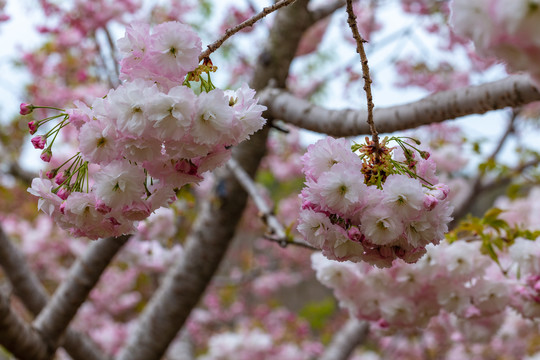 樱花