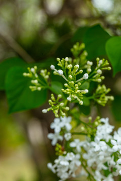 丁香花