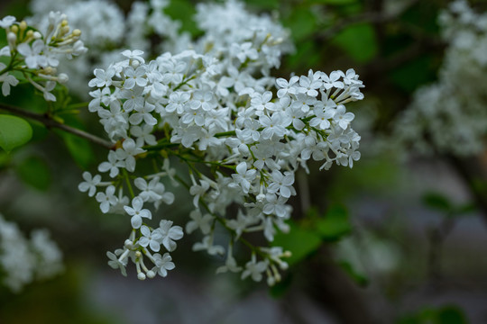 丁香花