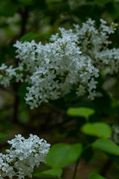 丁香花