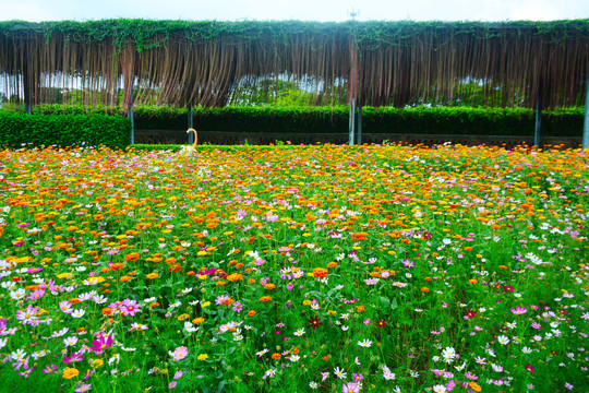 格桑花海