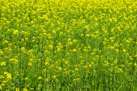 油菜花