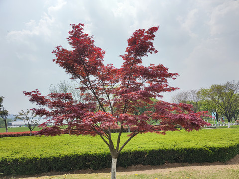 红枫景观树