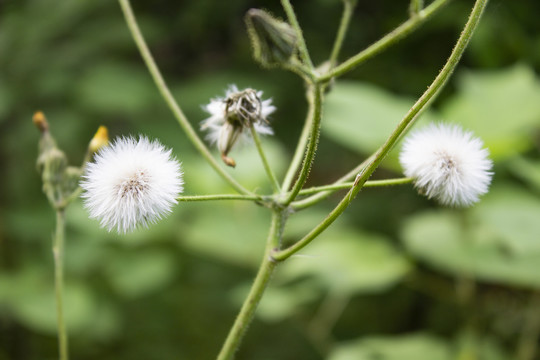 苦荬菜