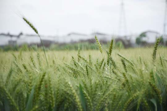 麦田