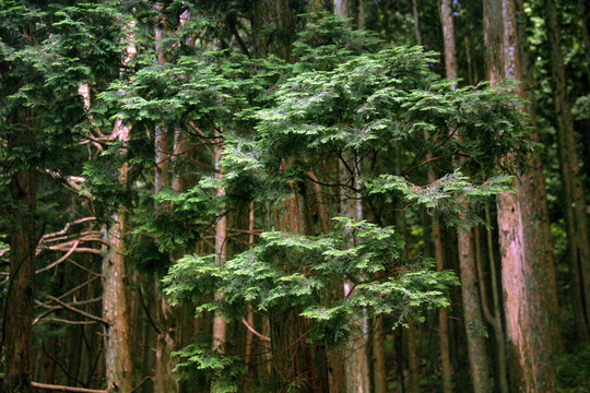 庐山松树