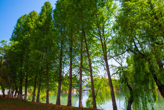 湖畔杉树