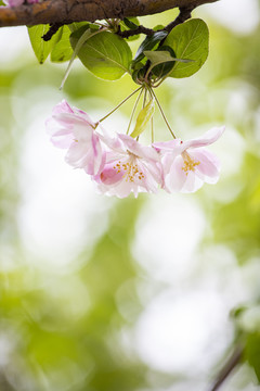 漂亮的西府海棠花
