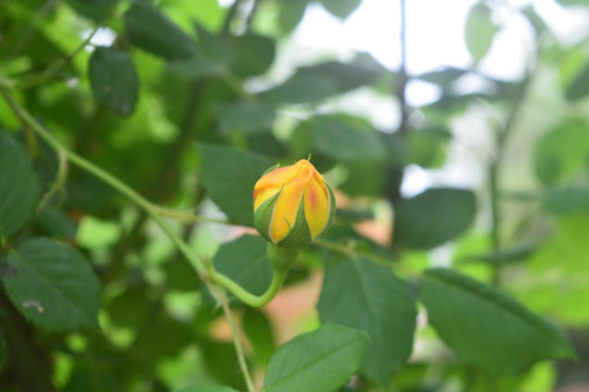 月季花花苞高清摄影图