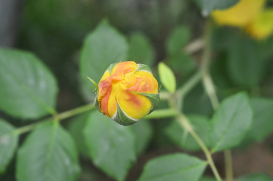 月季花花苞高清摄影图