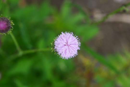 七七芽花高清摄影图