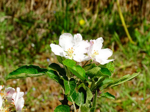 苹果花