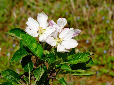 苹果花