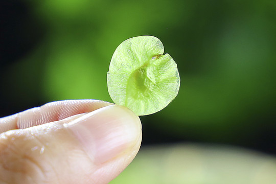 野菜榆钱