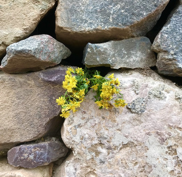 石头缝里的花