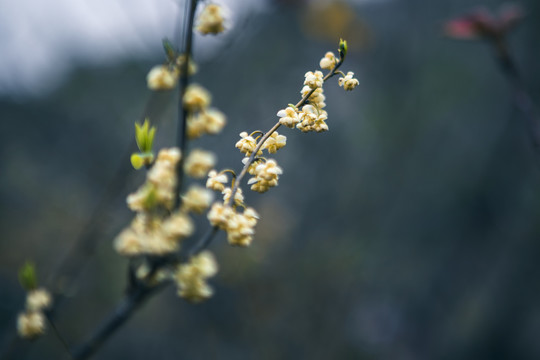 山鸡椒小花朵