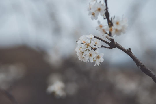 树上的梨花花朵