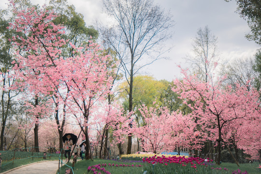 樱花