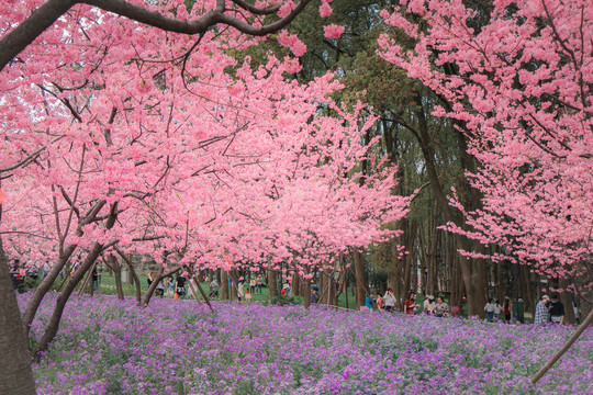 樱花