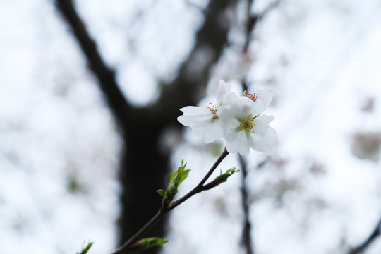 樱花